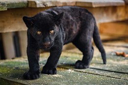 Zlínská zoo chystá křest jaguáří princezny. O jménu rozhodují fanoušci