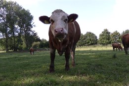 Jogurt s příchutí hrušky a skořice okouzlil porotu Zlínského kraje