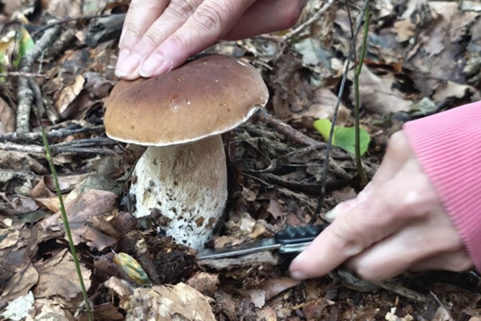 Záchranky v posledních dnech jezdí k častějším otravám houbami a zraněním při jejich sběru