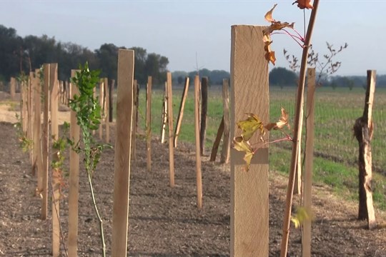 Veselí nad Moravou vysadí skoro osm tisíc dřevin