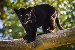 Milované děvče nebo květinka. Jaguáří samička ze zlínské zoo dostala krásné jméno