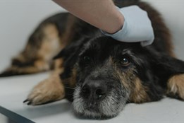 Nová veterinární služba první pomoci pomohla během prvního víkendu téměř dvaceti zvířatům