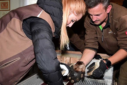 Olomoucká zoo posílá vzácné kaloně do Evropy