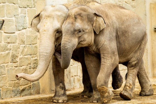 Mladý samec slona z Ostravy se chystá na cestu do Francie