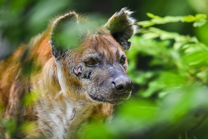 Ve zlínské zoo uhynula hyena Jilly. Selhalo jí srdce