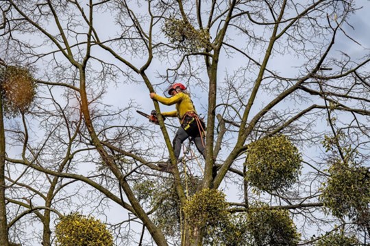 Ostrava pokračuje s ošetřováním městských stromů
