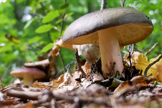 Do Domu přírody Bílých Karpat přijel mykoterapeut Přemysl Jirák