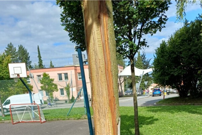Dítě z nudy poškodilo strom. Nedal se zachránit a musel být vyměněn