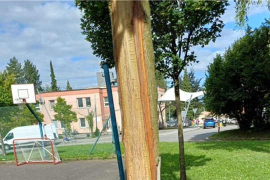 Dítě z nudy poškodilo strom. Nedal se zachránit a musel být vyměněn