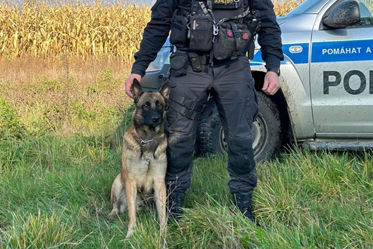 Policejní pes Kid zachránil život ztracenému myslivci. Našel ho promrzlého a zraněného v kukuřičném poli