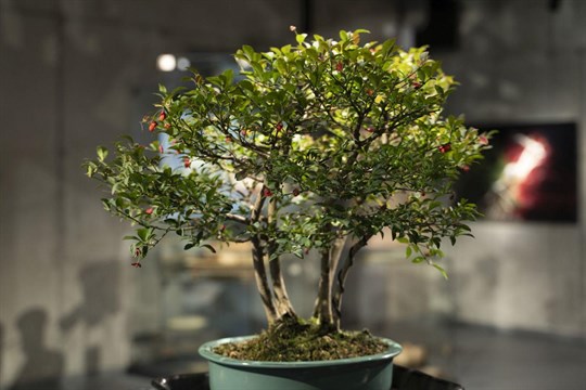 Ve Starém Městě je k vidění unikátní výstava bonsají. Premiéru mají bonsajové misky