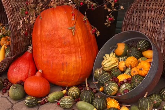 Liberecká botanická zahrada ožila dýněmi