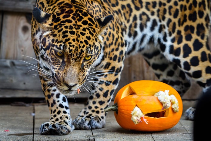 Zlínská zoo chystá speciální halloweenský program. Na své si přijdou i zvířata