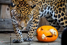 Zlínská zoo chystá speciální halloweenský program. Na své si přijdou i zvířata