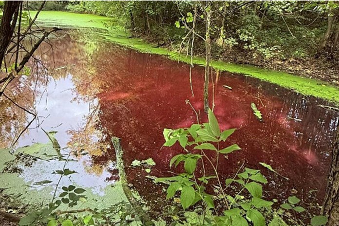 Orlová má růžový rybník. Za nezvyklou barvu můžou neškodné bakterie