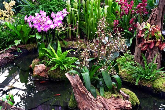 Orchideje z celého světa září na olomouckém výstavišti