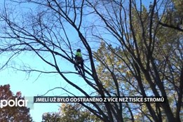 Arboristé pokračují v likvidaci jmelí. Ošetřeno bylo už přes tisíc stromů