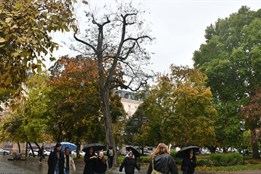 Plzeň musí vykácet dva stromy ve Smetanových sadech, hrozí jejich pád
