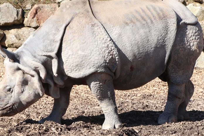Smutek v plzeňské zoo. Na srdeční selhání uhynul samec nosorožce indického