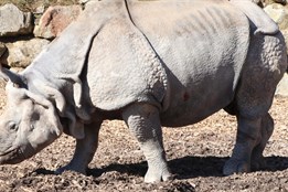 Smutek v plzeňské zoo. Na srdeční selhání uhynul samec nosorožce indického