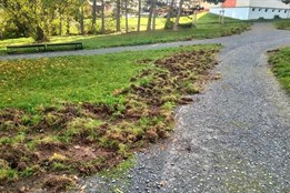 Na plzeňském sídlišti řádí divočáci. Nepouštějte psy z vodítek, varuje obvod