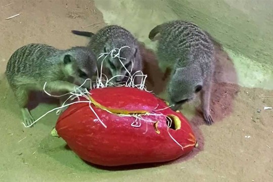 Dýňobraní v zoo: zvířata slavila podzim plný dobrot