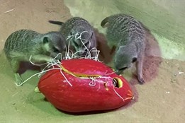 Dýňobraní v zoo: zvířata slavila podzim plný dobrot