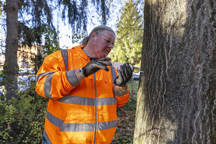 Baťova nemocnice začala ve svém areálu s likvidací nebezpečného pajasanu