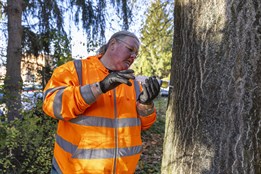 Baťova nemocnice začala ve svém areálu s likvidací nebezpečného pajasanu