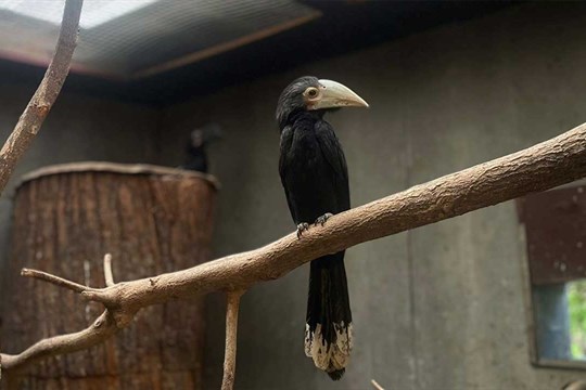 Olomoucká zoo slaví světový úspěch: poprvé odchovala mláďata vzácných zoborožců