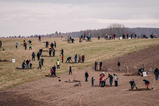 Alej svobody roste na Drahanské vrchovině