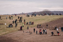 Alej svobody roste na Drahanské vrchovině