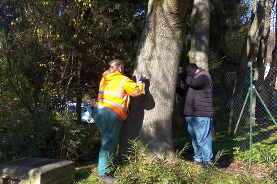 KNTB zahájila likvidaci invazivního pajasanu