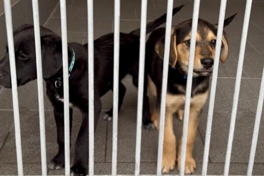 Bezbranná štěňata někdo vyhodil do popelnice. Další nechali v krabici. Čekají na nové páníčky