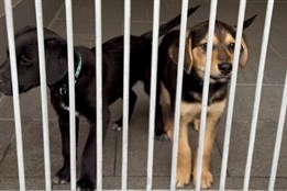 Bezbranná štěňata někdo vyhodil do popelnice. Další nechali v krabici. Čekají na nové páníčky