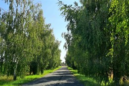 Začalo hlasování v jubilejní anketě Alej roku: Olomoucký kraj má čtyři nominace