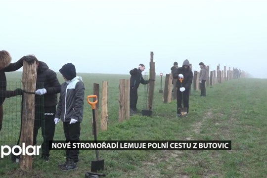 Nové stromořadí lemuje polní cestu z Butovic