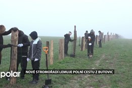 Nové stromořadí lemuje polní cestu z Butovic