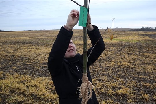 V kyjovské Aleji života přibyly další stromy