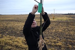 V kyjovské Aleji života přibyly další stromy