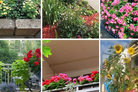 Plzeňský obvod rozkvetl. Kytičky jsou radost, shodli se zahrádkáři