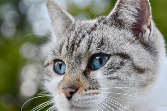 Na kastraci koček a kocourů dá plzeňská radnice majitelům zvířat příspěvek