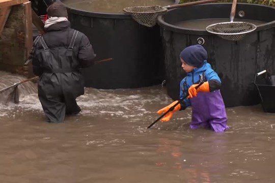 Ve Lvové proběhl tradiční výlov Dvorního rybníka
