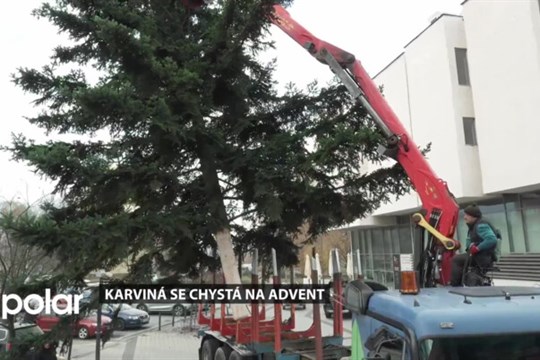 V Karviné se těžily vánoční stromy, budou opět zdobit karvinská prostranství během adventu