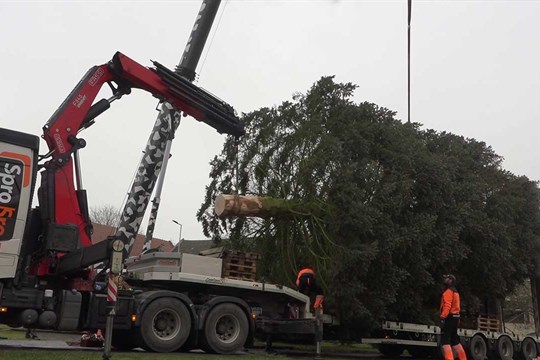 Z obce Líšná do centra Olomouce: Vánoční trhy letos ozdobí padesátiletá jedle