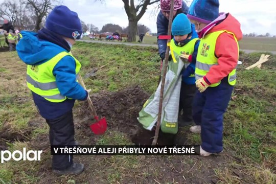 V rychvaldské Třešňové ulici přibyly ve stromořadí nové třešně