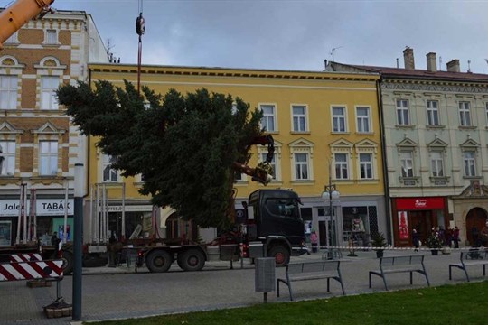 Jak se bude jmenovat prostějovský vánoční stromeček? Rozhodnout můžete vy
