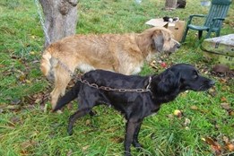 Záchrana ze zdevastované chaty: Veterináři odebrali podvyživené psy