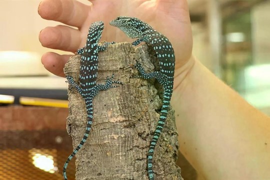 Plzeňská zoo hlásí významný úspěch. Přivítala na svět jednovaječná dvojčata varanů