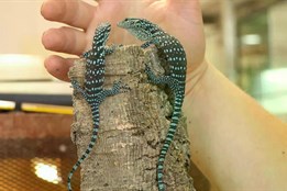 Plzeňská zoo hlásí významný úspěch. Přivítala na svět jednovaječná dvojčata varanů